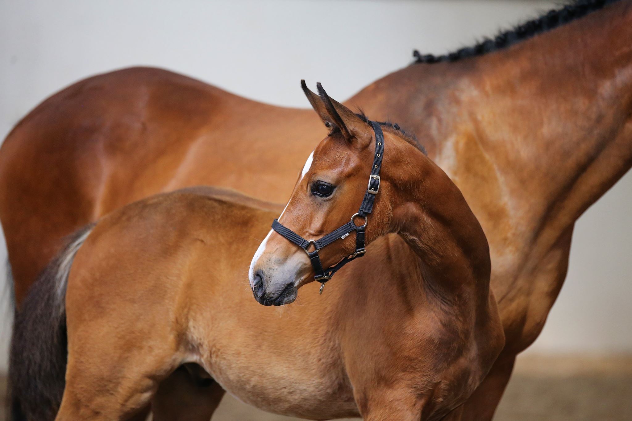 The Goresbridge Supreme Foal Sale